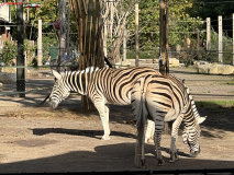 London Zoo septembrie 2024 256