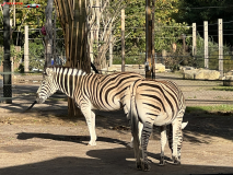 London Zoo septembrie 2024 257