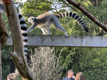 London Zoo septembrie 2024 268