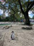 London Zoo septembrie 2024 50