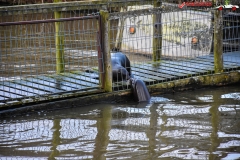 LongLeat, Anglia 148