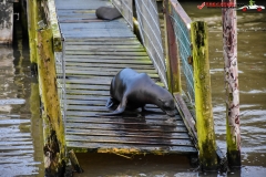 LongLeat, Anglia 150