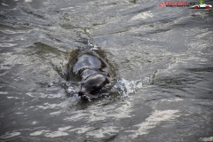 LongLeat, Anglia 162