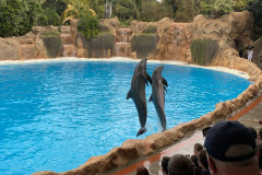 Loro Park, Tenerife 273