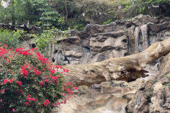 Loro Park, Tenerife 36