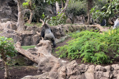 Loro Park, Tenerife 45