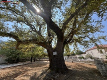 Mănăstirea Agios Gerasimos, Kefalonia, Grecia 68