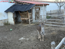 Mănăstirea Batkun, Bulgaria 07