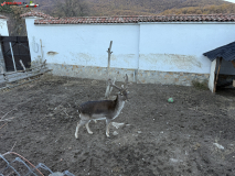 Mănăstirea Batkun, Bulgaria 12