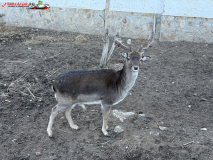 Mănăstirea Batkun, Bulgaria 13