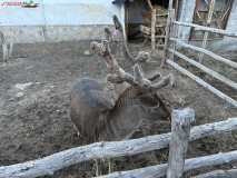 Mănăstirea Batkun, Bulgaria 14