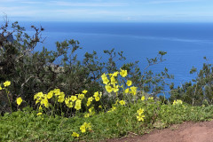 Mirador Bailadero, Tenerife 73