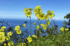 Mirador Bailadero, Tenerife 74