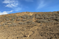 Monumento Natural de Montaña Amarilla, Tenerife 08