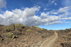 Monumento Natural de Montaña Amarilla, Tenerife 12