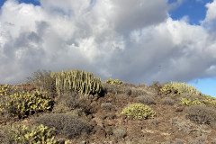 Monumento Natural de Montaña Amarilla, Tenerife 13