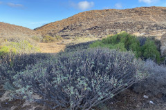 Monumento Natural de Montaña Amarilla, Tenerife 18