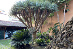 Muzeul de istorie și antropologie, Tenerife 115
