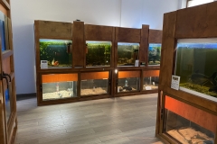 Muzeul de Stiinte ale Naturii Focsani 14