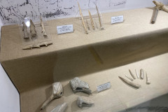 Muzeul Dunarii de Jos din Calarasi 102