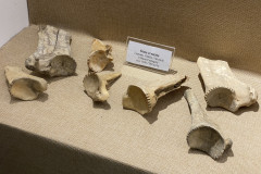 Muzeul Dunarii de Jos din Calarasi 134