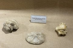 Muzeul Dunarii de Jos din Calarasi 96