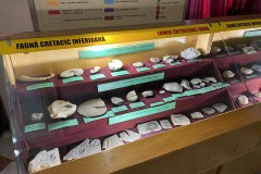 Muzeul Național de Geologie 119