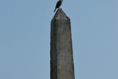 Obeliscul din localitatea Crisan 06