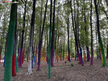 Pădurea Colorată Baia de Fier 01