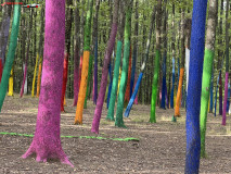 Pădurea Colorată Baia de Fier 10