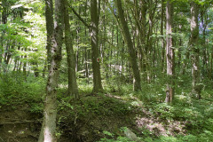 Pădurea Valea Fagilor  28