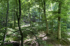 Pădurea Valea Fagilor  31