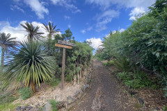 Paisaje Protegido de la Rambla de Castro, Tenerife 31