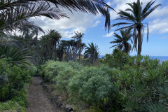 Paisaje Protegido de la Rambla de Castro, Tenerife 49