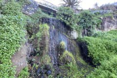Paisaje Protegido de la Rambla de Castro, Tenerife 67