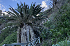 Paisaje Protegido de la Rambla de Castro, Tenerife 75