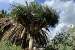 Palmetum, Tenerife 09