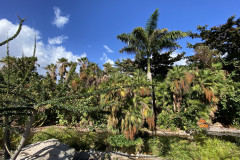 Palmetum, Tenerife 106