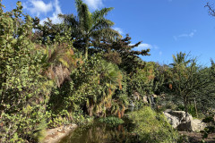 Palmetum, Tenerife 108