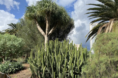 Palmetum, Tenerife 12