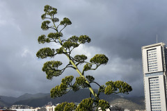 Palmetum, Tenerife 126