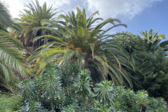 Palmetum, Tenerife 13