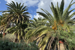 Palmetum, Tenerife 15