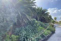 Palmetum, Tenerife 17
