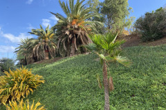 Palmetum, Tenerife 24