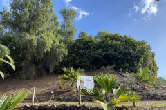 Palmetum, Tenerife 26