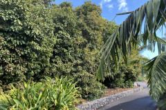 Palmetum, Tenerife 31
