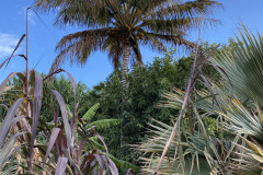 Palmetum, Tenerife 35