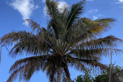 Palmetum, Tenerife 36