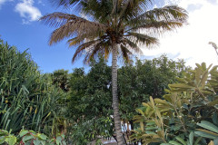 Palmetum, Tenerife 37